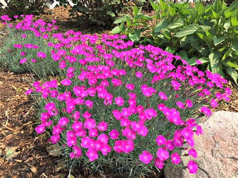 These beauties will help fill in even your darkest corners with a splash of colour. Low-Maintenance Perennials for Sun and Shade | Perennials ...