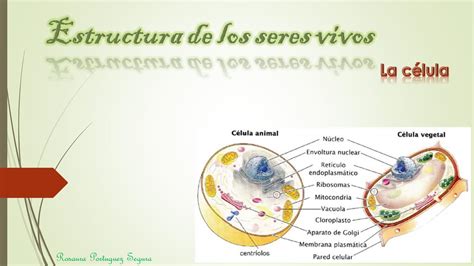 Estructura De Los Seres Vivosla Célula By Rosaura Portuguez Issuu