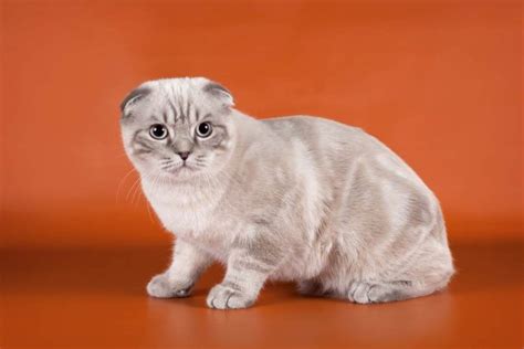 Scottish Fold Cat Breed Size Appearance And Personality