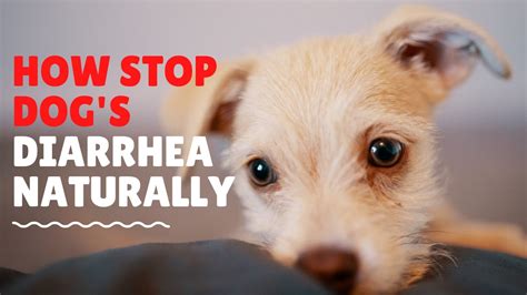 How To Stop Dogs Diarrhea Naturally 10 Fast Ways
