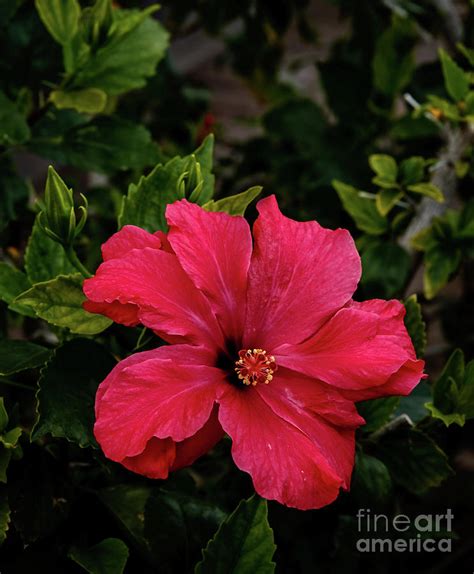 Blooming Red Hibiscus Photograph By Robert Bales Fine Art America