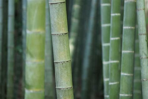 Bamboo Paper Bamboo Renewable Resource