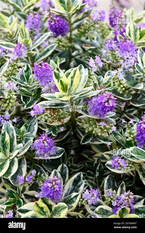 Shrubby Veronica Hebe Andersonii Plant Stock Photo Alamy