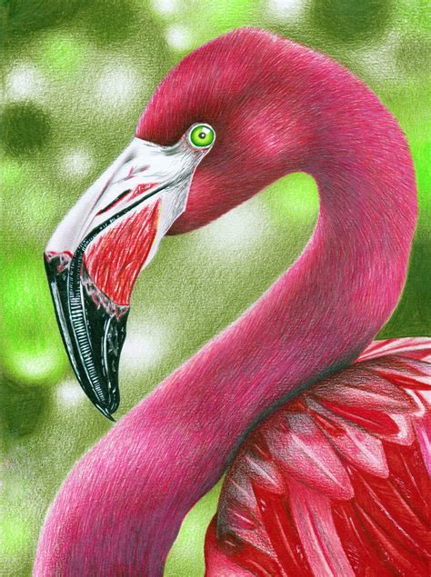 Flamingo Art Video Drawings Flamingo Art Art
