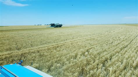 Schemper 2017 Kansas Wheat Harvest Harvesting A Pivot Of Flickr
