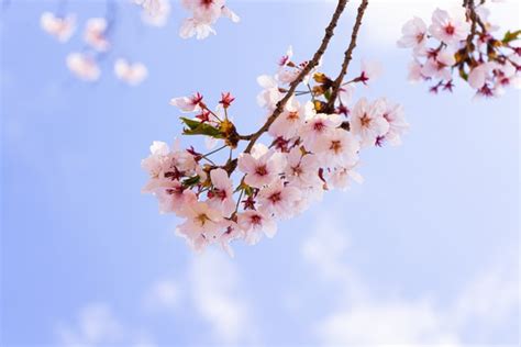 Menyelami Keindahan Bunga Sakura Bunga Khas Dari Jepang Wexpats Guide