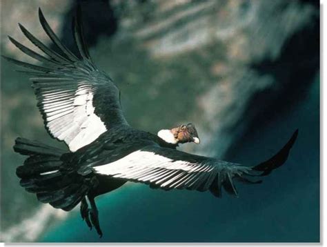 Andean Condor Birds