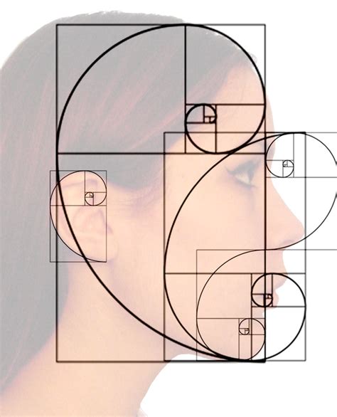 7 Beautiful Examples Of The Fibonacci Sequence In Nature