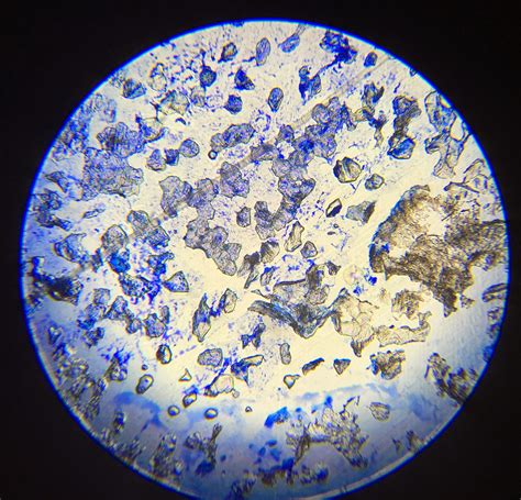 Read more about animal cell, functions and structure of. A school of fish: Plant and Animal Cells through the ...
