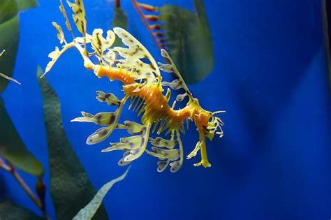 Leafy Sea Dragon Seahorse Facts And Information