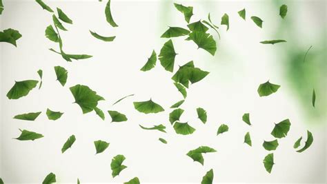 This high quality transparent png images is totally free on pngkit. Falling Ginkgo Leaves - Looped Stock Footage Video (100% ...