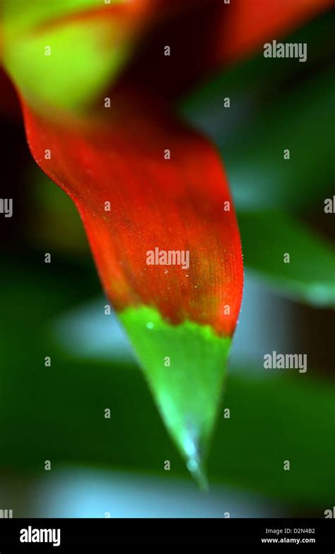 Red Green Plant Leaf Stock Photo Alamy
