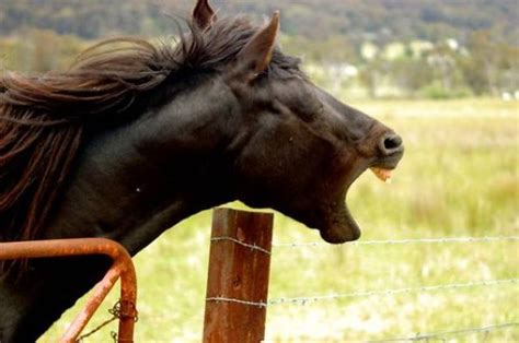 These Awesome Pictures Of Animals Smiling Are Beyond