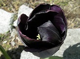 Tulipán Tulipa Negro - Foto gratis en Pixabay