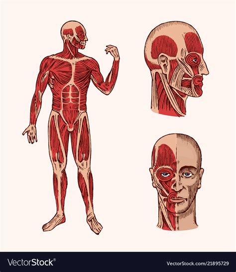 Human Anatomy Muscular And Bone System Of The Vector Image