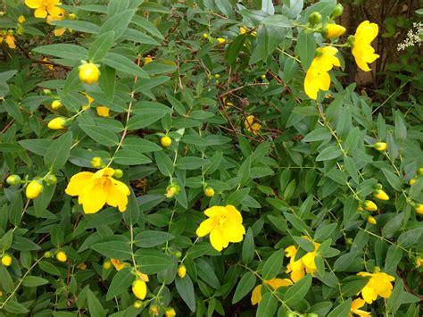 Растение С Желтыми Цветами Фото И Названия Telegraph