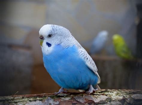 The final option to get a pet budgie is to adopt one. 21 Things You Should Know Before You Buy a Budgie ...