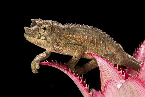 15 Of The Cutest Baby Chameleons Ever Photographed