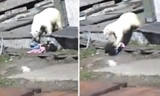 Woman Attacked By Polar Bear As Locals Try To Scare It Away In Video