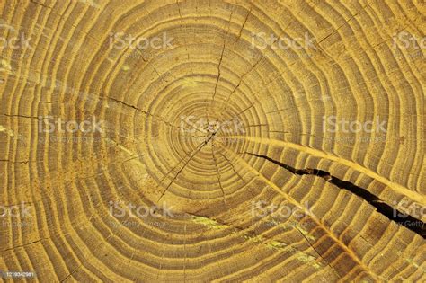 Slice Of Wood Timber Natural Background Texture Stock Photo Download