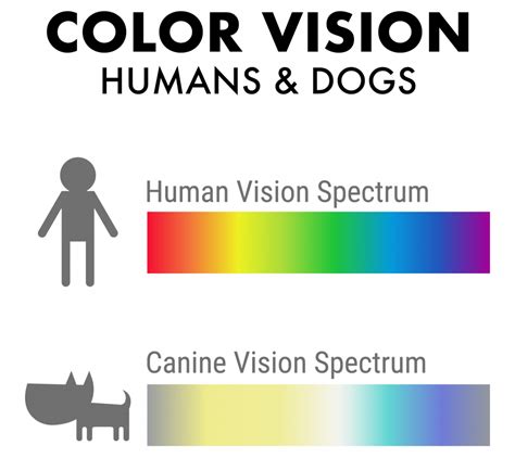 Colors From A Dogs Perspective What Colors Do Dogs Like And See Best
