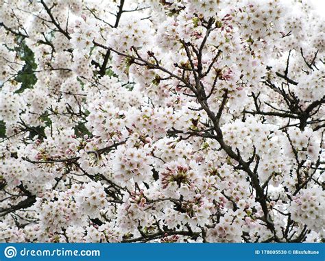 Bright Attractive Blooming Pink White Akebono Cherry Blossom Flowers