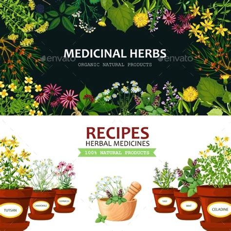 Medicinal Herbs Banners Herbs Medicinal Herbs Vector Illustration