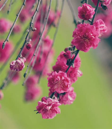 It is positioned as another name for higanbana. 10 Beautiful Japanese Flowers and Their Meanings - Trip-N ...