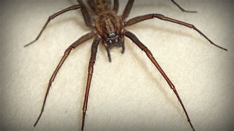 150 million giant horny spiders are set to enter uk homes this autumn sick chirpse