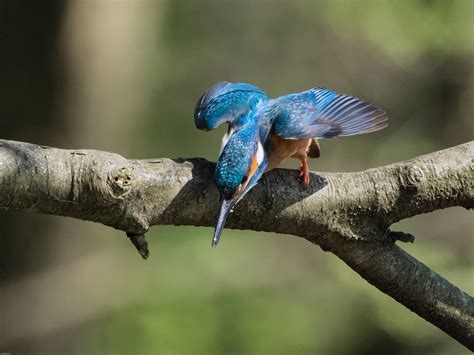 entdeckt... Foto & Bild | tiere, wildlife, wild lebende vögel Bilder auf fotocommunity