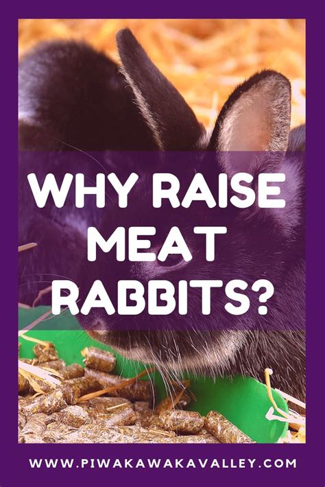 10 reasons to raise backyard meat rabbits a sustainable meat source for the homestead