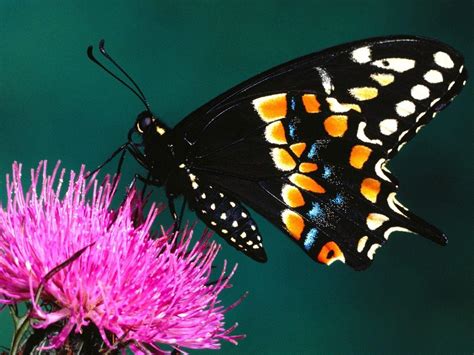 Beautiful Butterfly Wallpapers Top Free Beautiful Butterfly