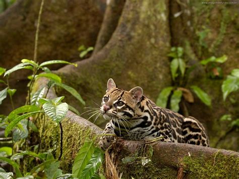 Jaguatirica Ocelot Rainforest Pictures Amazon Rainforest Animals