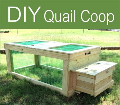 Letting your chickens go wild: DIY Quail Coop