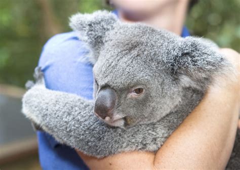 Koalas Cuddling