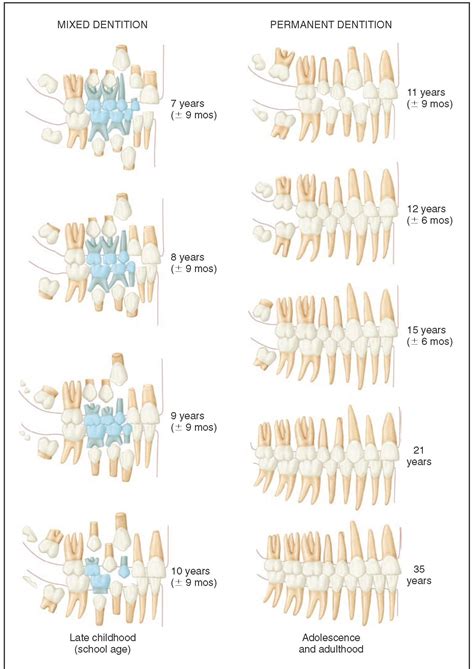 Tooth Formation Chart