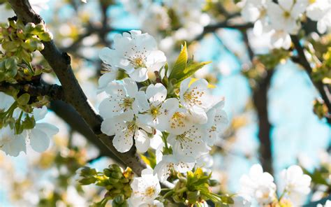 Download Wallpaper 3840x2400 Flowers Bloom Spring Branch Blur 4k