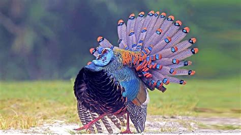 10 Most Beautiful Turkeys In The World Youtube Pet Birds Animals