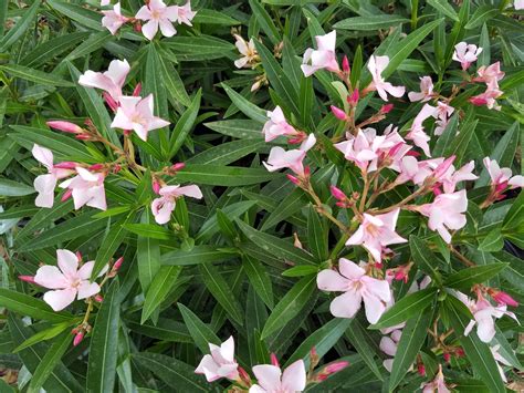 Nerium Oleander Petite Pink Live Plant Aka Kaner Flowering Etsy In