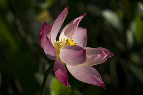 Lotus Blomma Rosa Gratis foto på Pixabay Pixabay