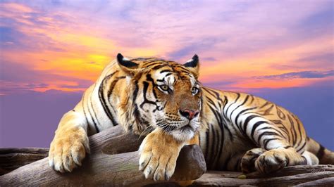 Awesome Royal Filled Hd Tiger Wallpapers Hand Picked
