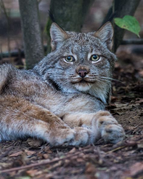 Canadian Lynx 2 International Society For Endangered Cats Isec Canada