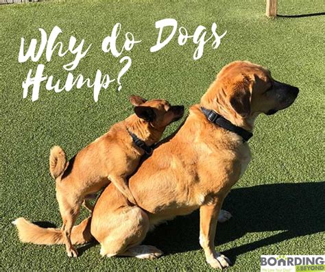 Why Do Male Dogs Hump Other Male Dogs