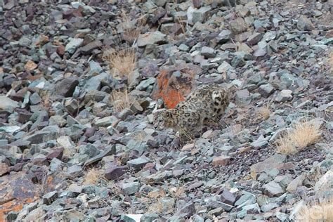 Crazy Camouflage Lets Play Spot The Snow Leopard In