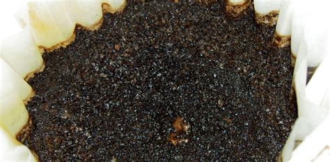 Cabbage, carrots, potatoes, radishes, turnips, squash and soybeans all like used coffee grounds.' can you put too much coffee grounds in your garden? Using Recycled Coffee Grounds in the Garden