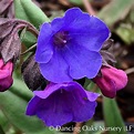Pulmonaria 'Blue Ensign', Lungwort – Dancing Oaks Nursery and Gardens