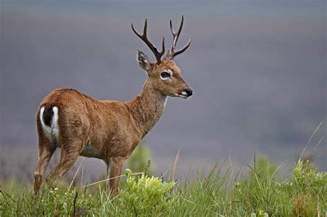 Fotografía Venado De Las Pampas Ozotoceros Bezoarticus De Salvador