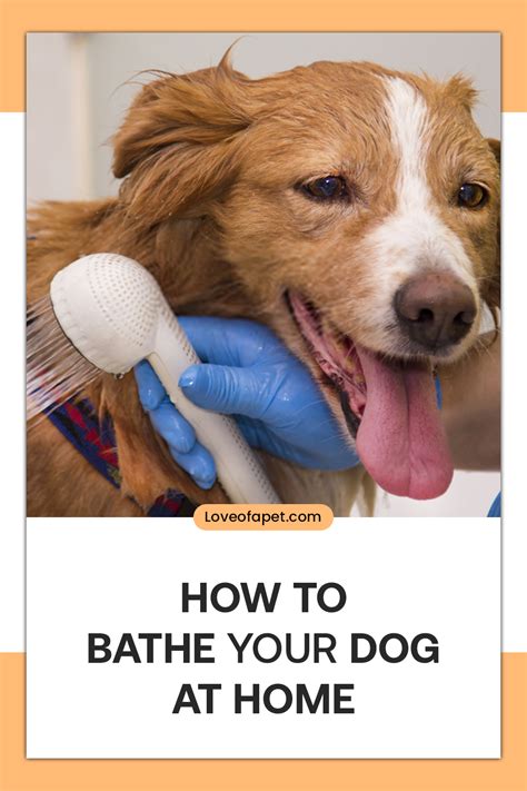 How To Bathe Your Dog At Home Beginners Guide Love Of A Pet In