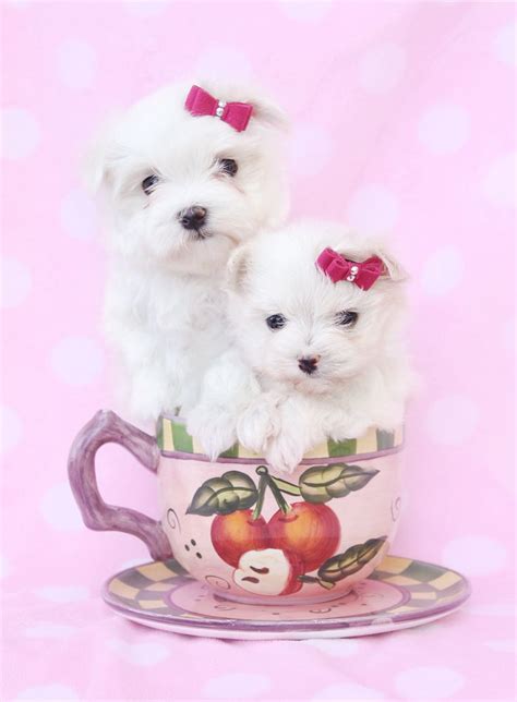 Find your new family member today, and discover the puppyspot difference. Maltese Puppies For Sale in Miami / Fort Lauderdale, FL | Maltese puppies for sale, Teacup ...