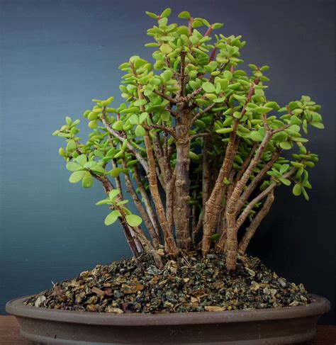 Pin By Todd Brittain On Jade Jade Bonsai Bonsai Tree Types Bonsai